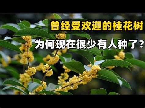 桂花 意思